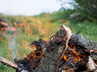 Bonfire in the forest.