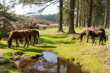 Naklejka premium Bellever Dartmoor Devon