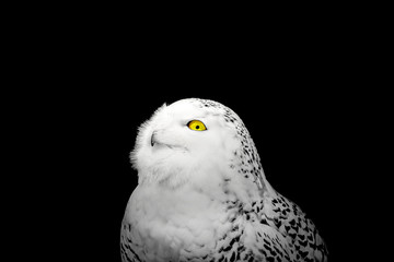 Snowy Owl