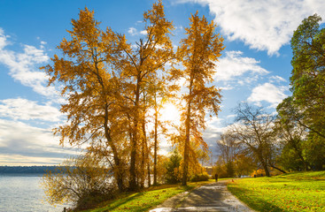 Seattle Lake Washington in autumn. Tall trees with golden leaves - 78924493