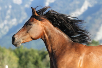 Portrait Brauner in den Bergen