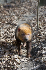 Bush dog (Speothos venaticus)