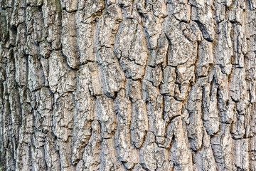 Tree bark close-up