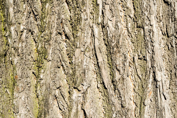Obraz premium Tree bark close-up