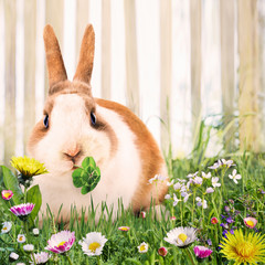 Rabbit amongst spring flowers