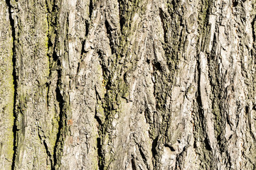 Tree bark close-up