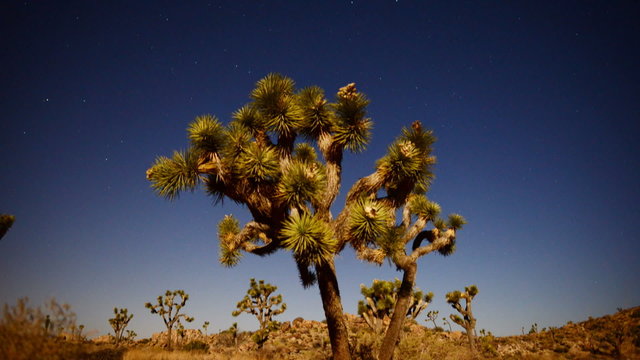 Joshua Tree at Night Full Moon - Time Lapse - Slider Pan