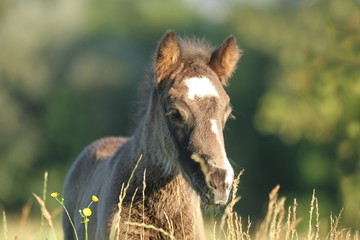 Ponyfohlen in Blumenwiese