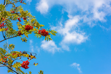 Rowan with ripe berries on the cloud sky background