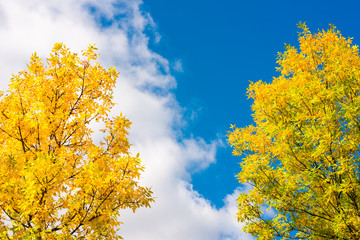Sunlit trees against the sky with clouds