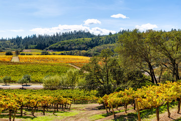 Fototapeta na wymiar California wine country landscape in autumn