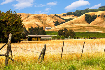 California landscape of golden hills, oak trees and vineyards - 78928263