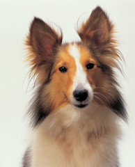 귀여운 애완동물