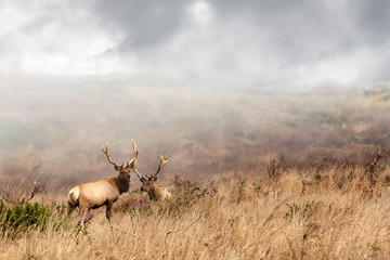 Two bull elk with antlers during mating season natural habitat. Point Reyes, California