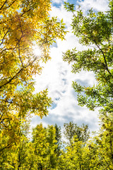 Rays of the sun streaming through the trees in the garden