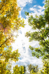 Rays of the sun streaming through the trees in the garden