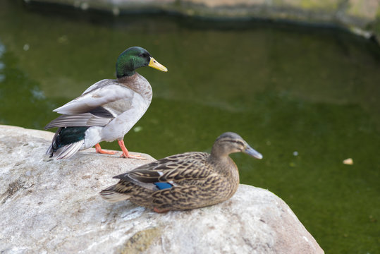 Pareja de patos.