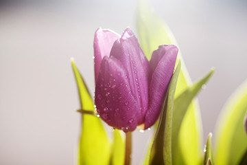 Pink tulips