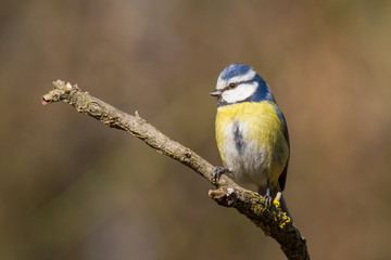 Eurasian blue tit (Cyanistes caeruleus, Parus caeruleus)