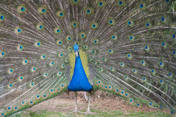 Obraz premium Pavo real.