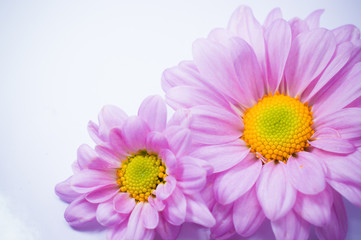 Beautiful chrysanthemum flower