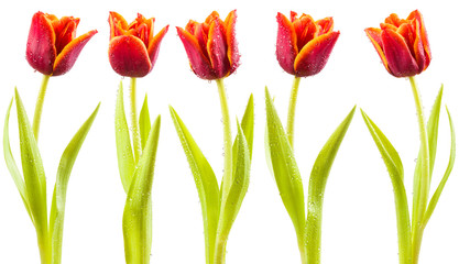 Tulips with water droplets