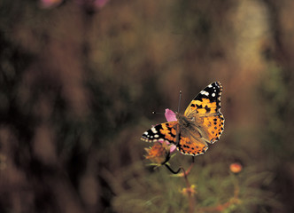 Fototapeta na wymiar 화려한 나비