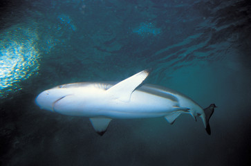 다양한 해양생물