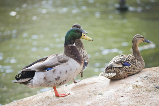 Pareja de patos.