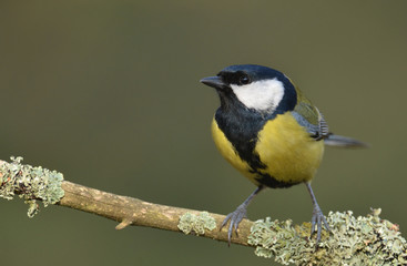 Great tit (Parus major)
