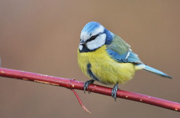 Fototapeta premium Blue tit on a branch