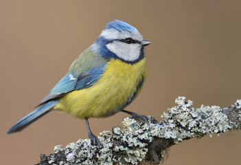 Obraz premium Blue tit on a branch