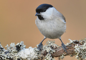 Willow Tit- Poecile montanus