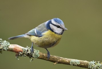 Blue tit (Parus major) on a branch