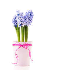 Blue Hyacinth in a pink flower pot with a ribbon.
