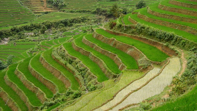 Zoom Out of Scenic Rice Terraces in Northern Vietnam -  Sapa Vietnam