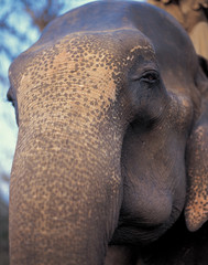 다양한 야생동물