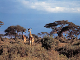 다양한 야생동물