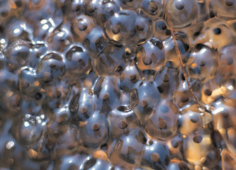 연못에 개구리알