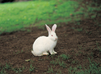 하얀토끼 한마리