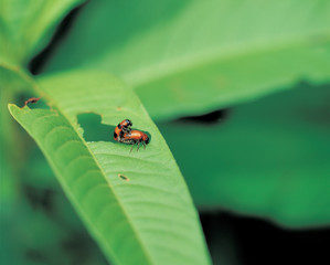 곤충의 짝짓기