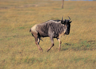 다양한 야생동물