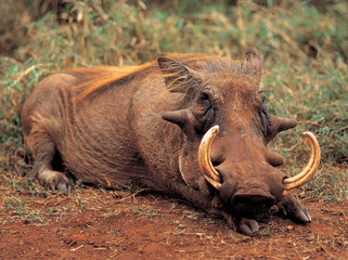 다양한 야생동물