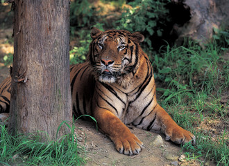 다양한 야생동물