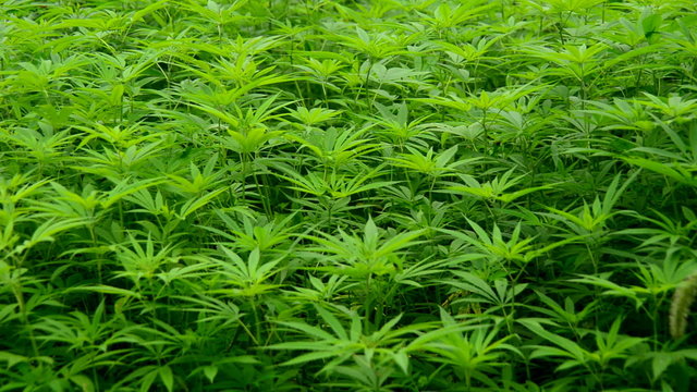 Pan of Hemp Plants growing in the Wild in Sapa Vietnam