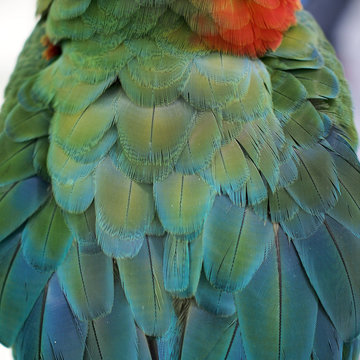 macaw parrot feather