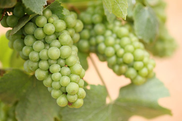 Grapes on a Vine