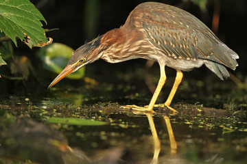Juvenile Green Heron Stalking its Prey