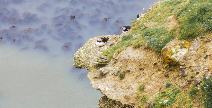 Puffins Nesting on Rocky Outcrop