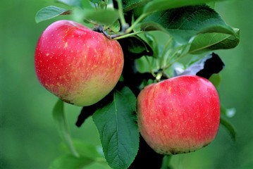 사과와 열매